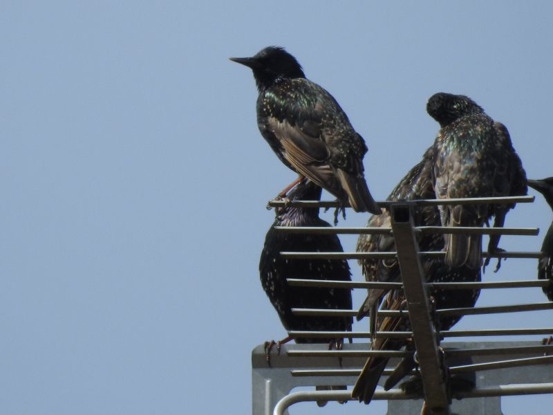 Bird Feeder Installation